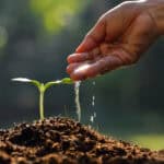 Farmer's hand watering a young plant