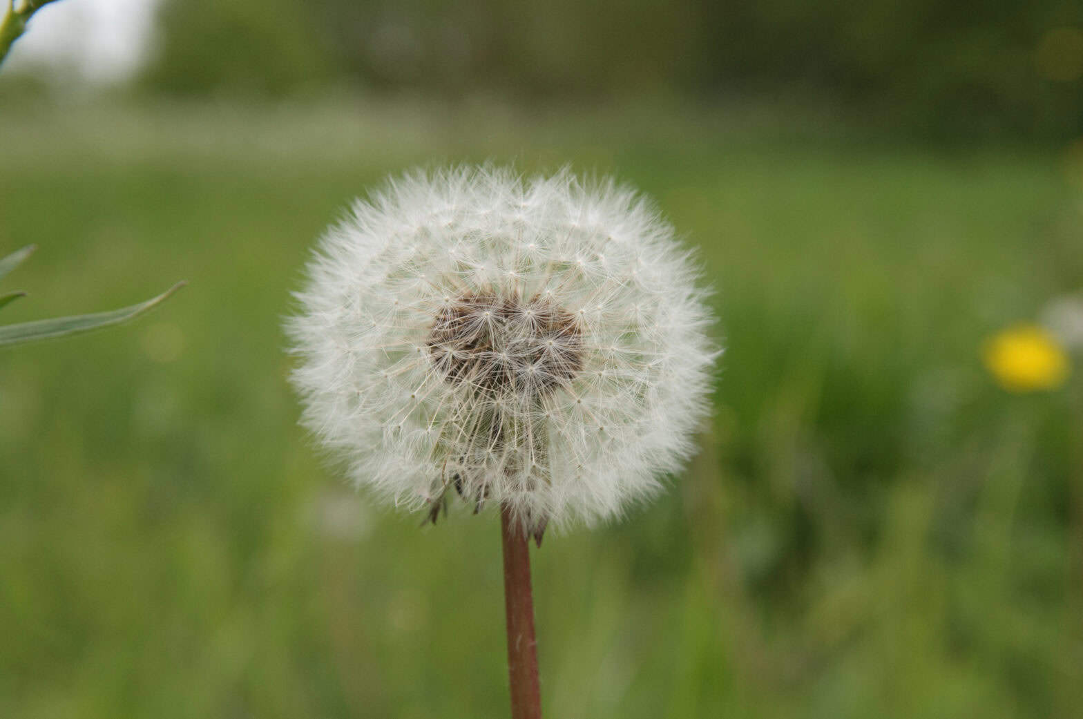 Close up of a dandelion head of seeds.