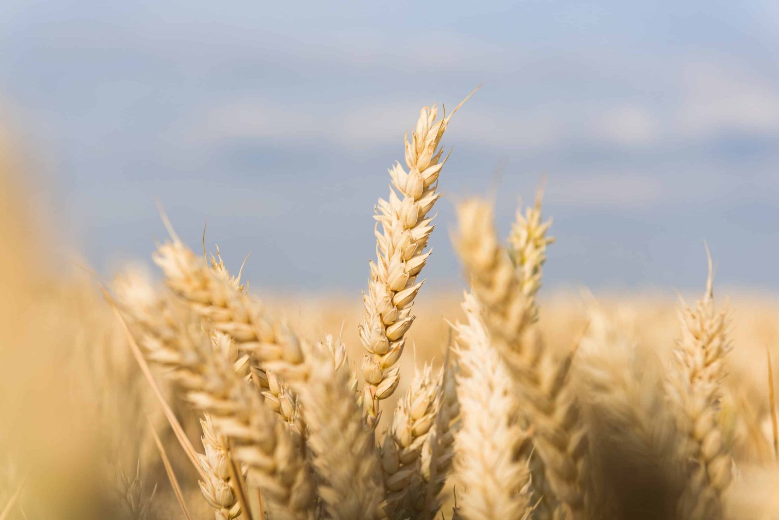 Close up of an ear of wheat in a wheat field.