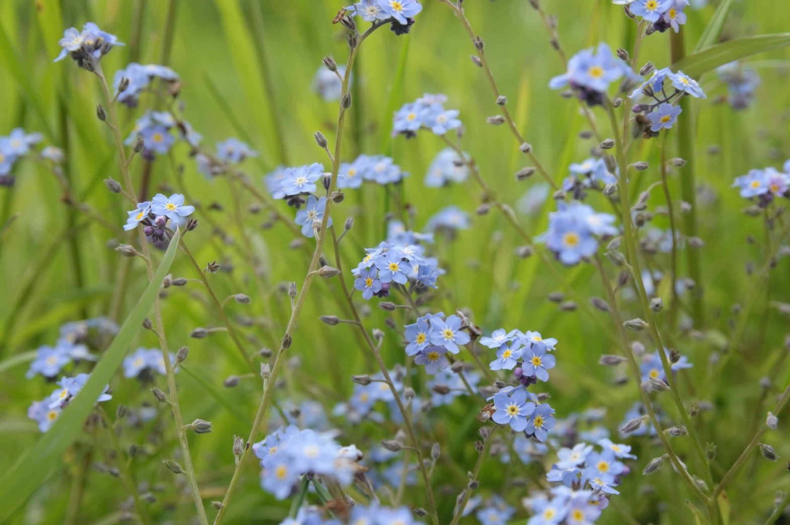 Close up of forget-me-nots in a meadow