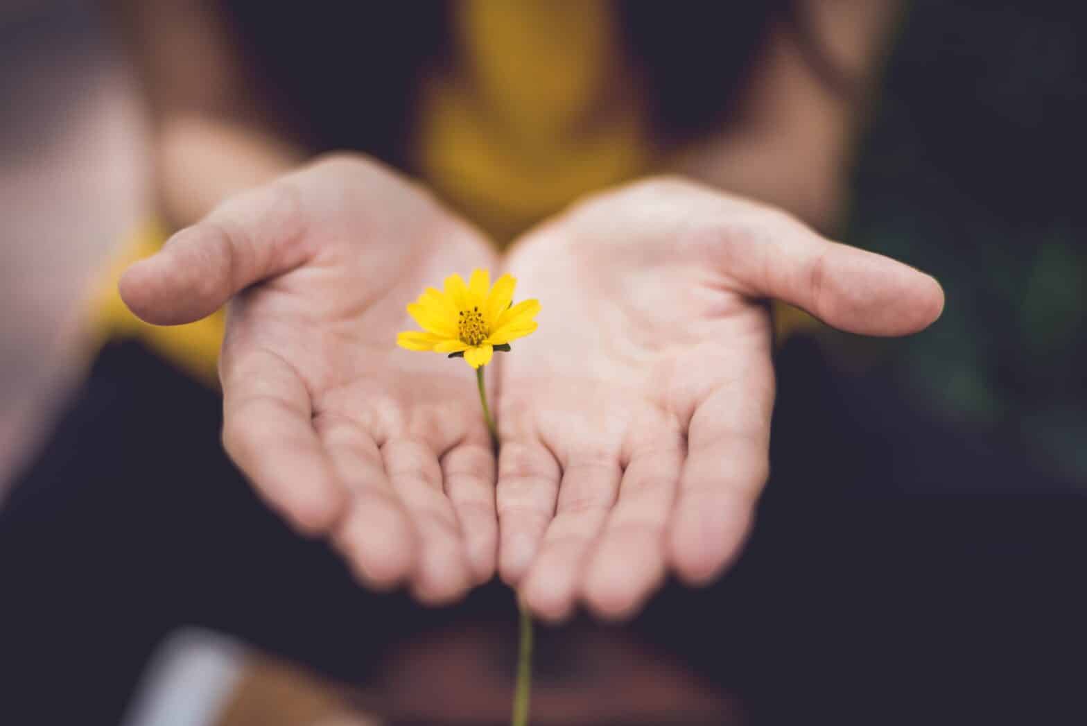 Hands held in front of a woman, palms up, little fingers pressed together. Between them, the little fingers are holding the stalk of a small yellow flower.