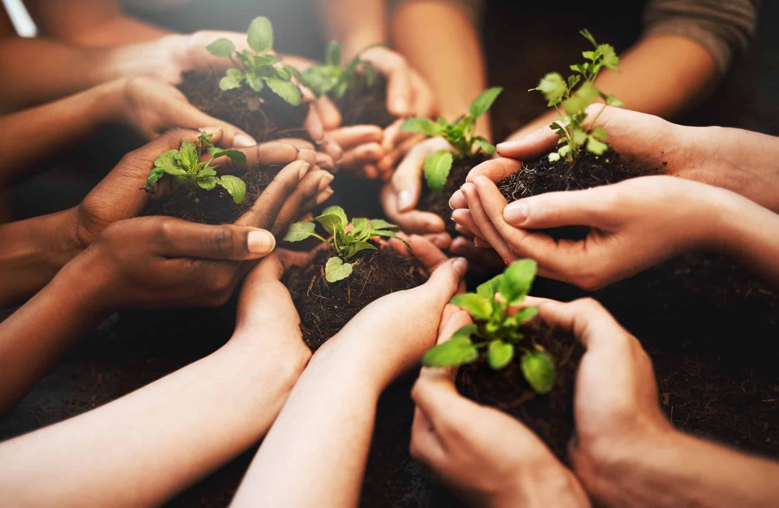 A group of people's hands holding plants growing out of soil