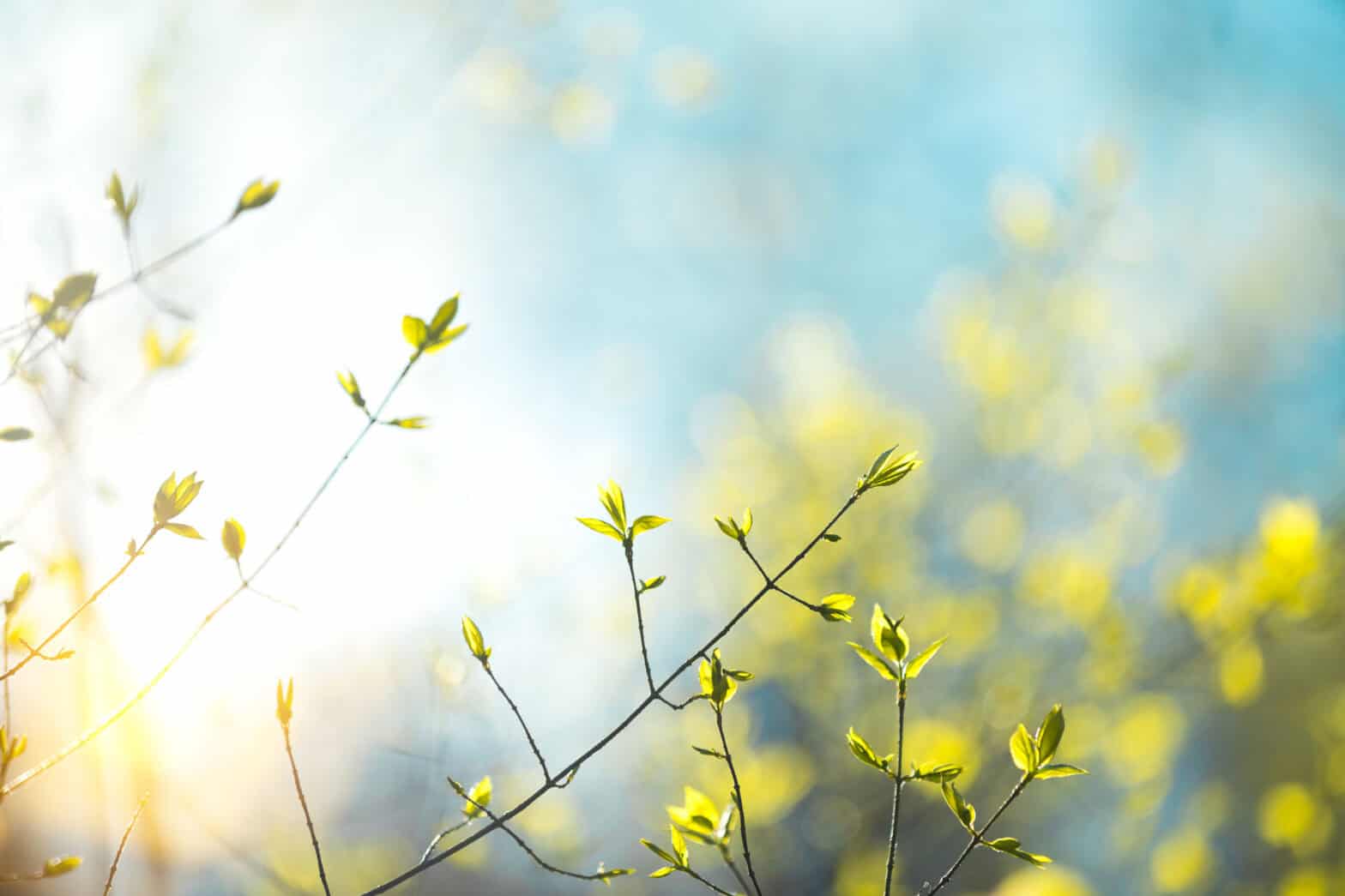 Fresh green leaves with a blue sky backdrop