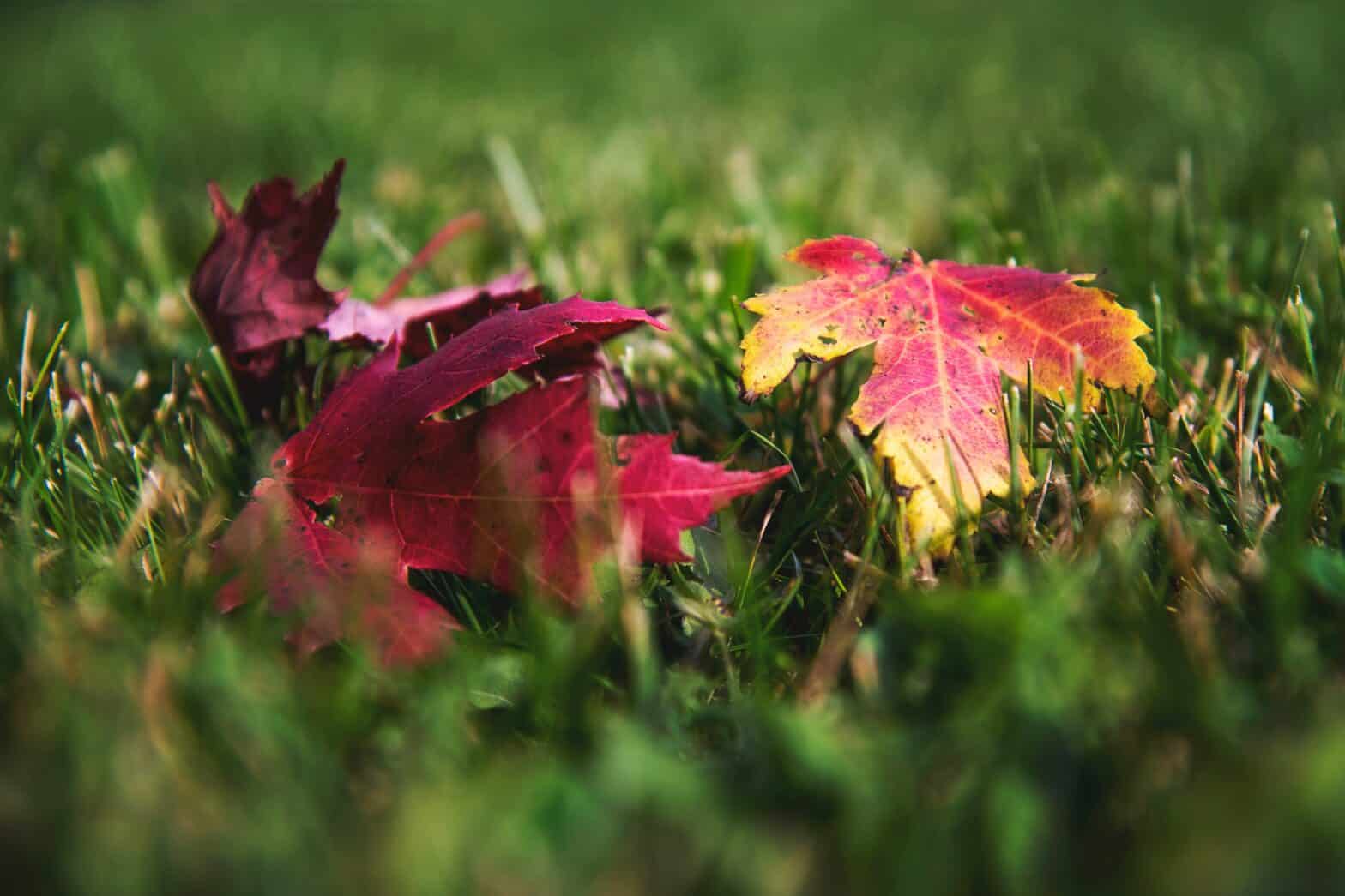 Autumn leaves on the ground changing from gold to red
