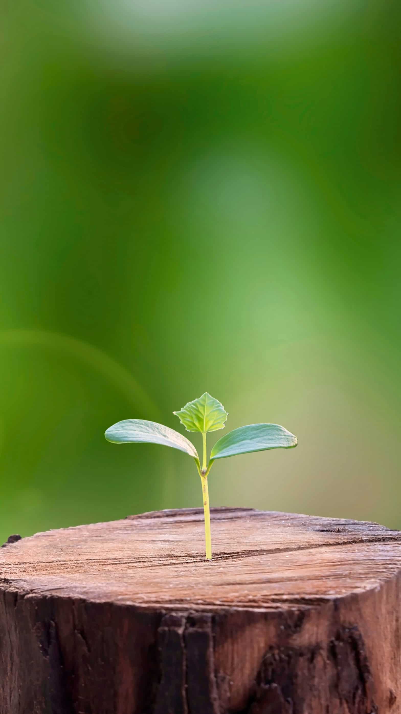 A tiny green seedling sprouting from a tree stump