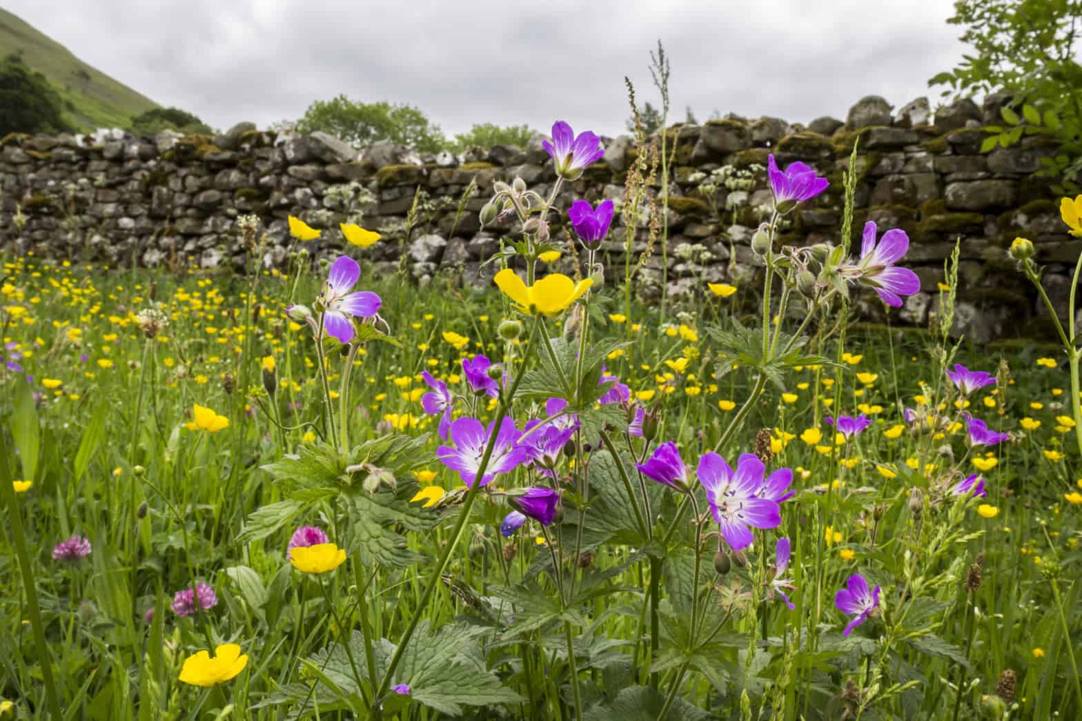 Purple and yellow flowers in a wild meadow representing a typical rural setting
