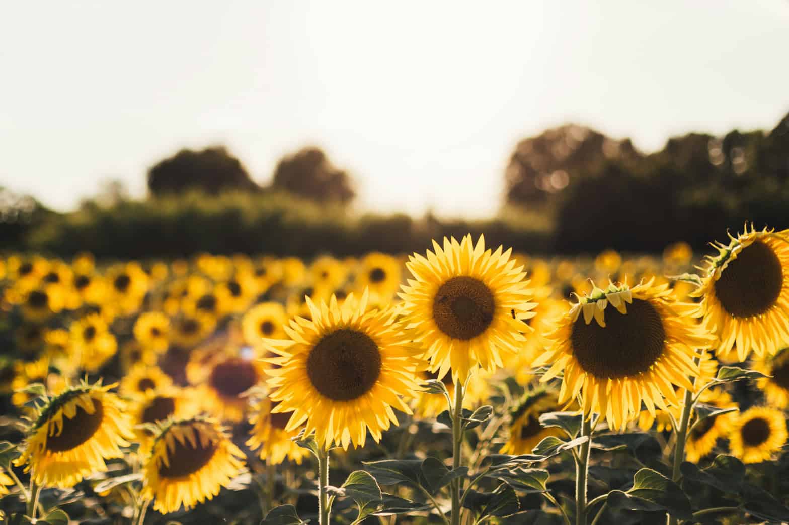 A field of yellow Sunflowers representing growth