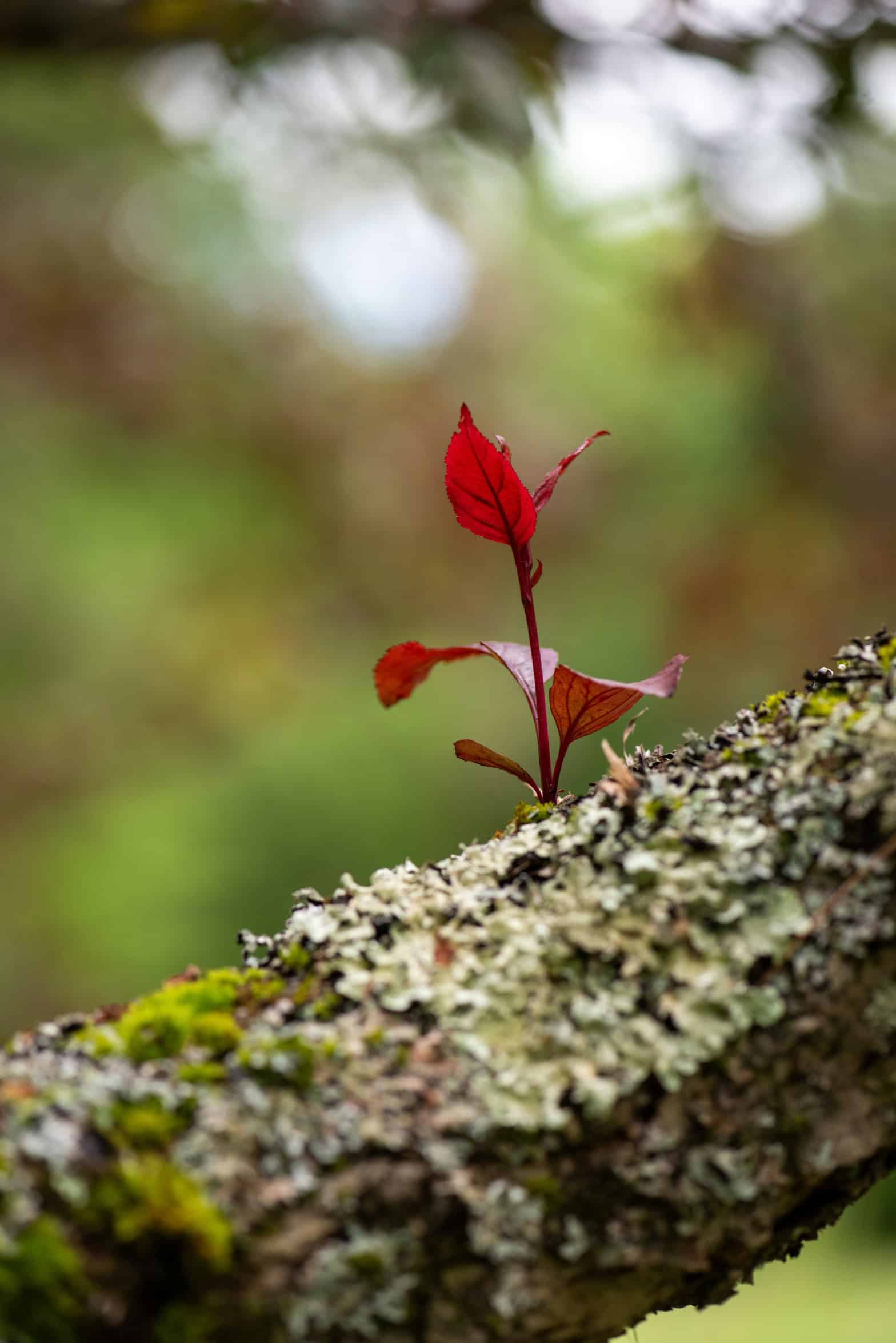 A mossy tree branch with a small red sapling growing from it. Green leaves are in the background.